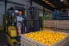 Ledesma aument&oacute; un 24% su producci&oacute;n de frutas