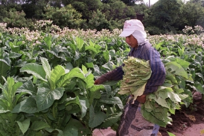 Agricultura transfiri&oacute; m&aacute;s de mil millones de pesos del Fondo Especial del Tabaco a Jujuy