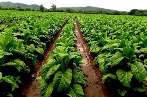 Pago a productores tabacaleros y nuevos cr&eacute;ditos disponibles por campa&ntilde;a 2026/2027