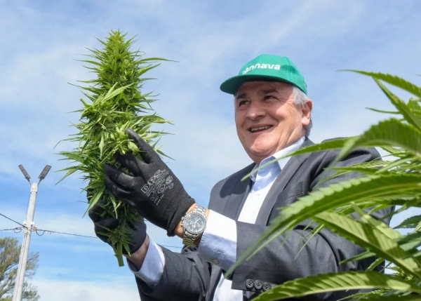 Morales puso en marcha la cosecha de cannabis medicinal