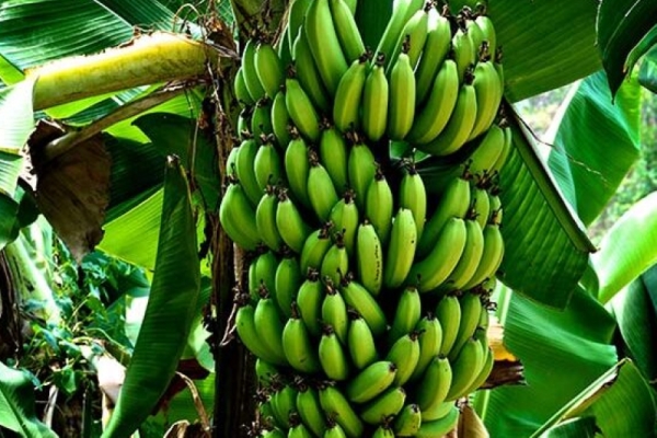 Producci&oacute;n bananera. Jujuy refuerza la protecci&oacute;n sanitaria