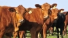 C&oacute;mo impacta la suba del d&oacute;lar y la disparada de tasas en la exportaci&oacute;n de carne argentina