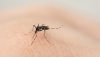 399 casos confirmados de dengue en Jujuy