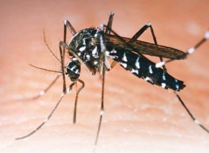 Lucha y prevenci&oacute;n contra el dengue