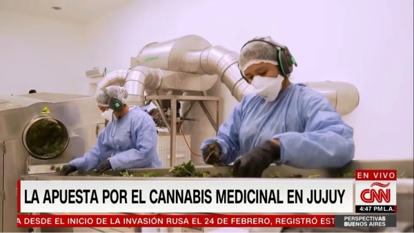 Destacan a Jujuy como polo de producci&oacute;n de Cannabis Medicinal en Argentina