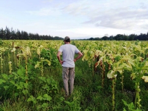 Lanzan financiamiento para productores de tabaco