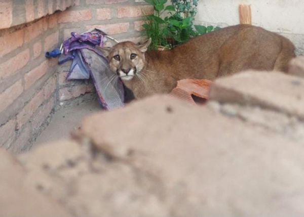 Rescatan a un puma en Alto Comedero