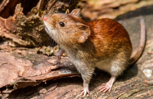 Jujuy registra 3 casos de hantavirus y descarta situaci&oacute;n de brote