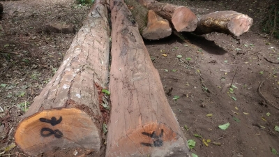 Acciones legales por extracción ilegal de árboles en Villa Monte