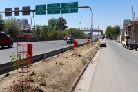 Arborizaci&oacute;n anual en acceso sur de la ciudad