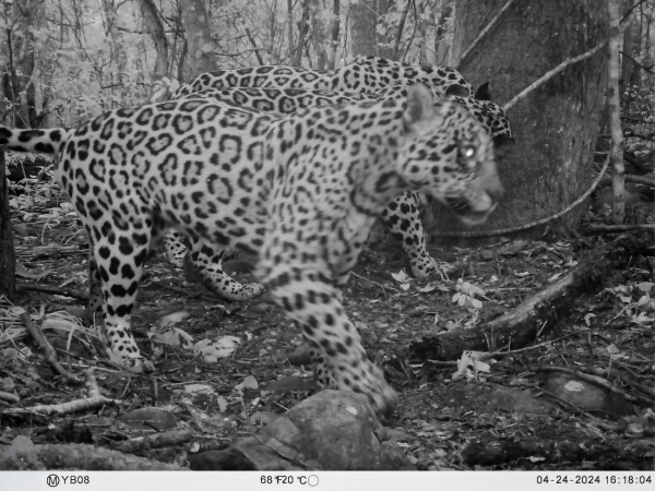 Ledesma.Avistan tres yaguaret&eacute;s en la reserva natural