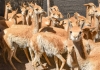 Histórico: imponen la multa más alta por caza furtiva de vicuñas