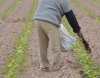 Avanza la fertilizaci&oacute;n org&aacute;nica en tabaco