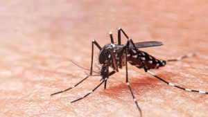 Dengue: 1.383 casos en Jujuy