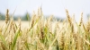 El 60% de lo exportado en el primer semestre provino del campo