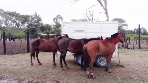 Secuestraron caballos y tr&aacute;iler por falta de documentaci&oacute;n