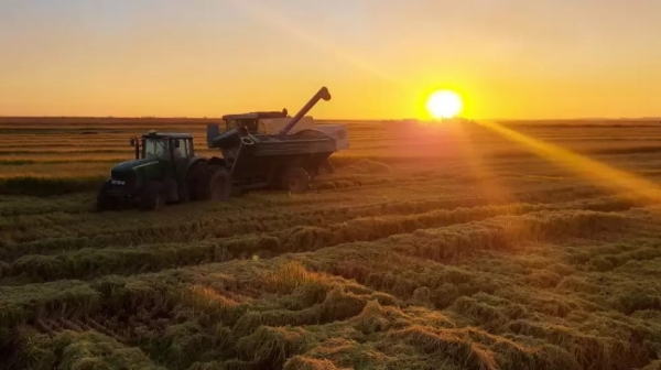 En busca de d&oacute;lares, c&oacute;mo impact&oacute; la baja de retenciones en las decisiones de siembra de granos
