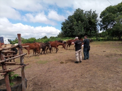 Tercer remate de animales secuestrados