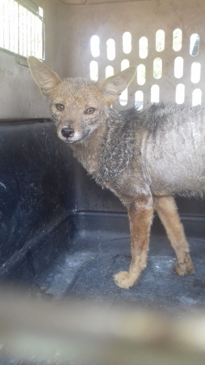 Importante rescate de un zorro gris en Alto Comedero