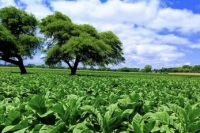 Cosecha: Cr&eacute;ditos para productores tabacaleros