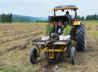 Campa&ntilde;a Forestal 2020: Buscan  llegar a las 500 hect&aacute;reas este a&ntilde;o