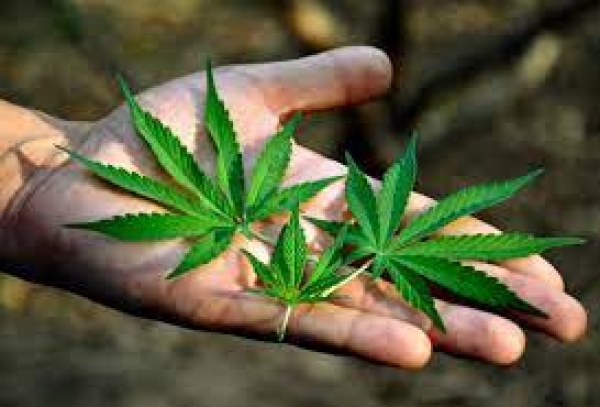 As&iacute; es la &uacute;ltima decisi&oacute;n del Ministerio de Salud respecto al cultivo de cannabis para uso personal