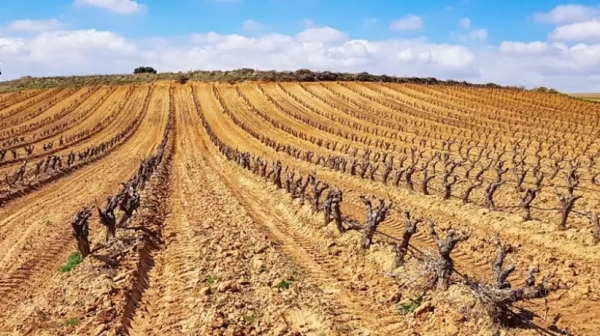 Cambio clim&aacute;tico: la Argentina espera una de las cosechas vitivin&iacute;colas m&aacute;s pobres en m&aacute;s de 50 a&ntilde;os