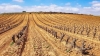 Cambio clim&aacute;tico: la Argentina espera una de las cosechas vitivin&iacute;colas m&aacute;s pobres en m&aacute;s de 50 a&ntilde;os