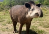 CAFAJu. 9 a&ntilde;os al servicio de la conservaci&oacute;n
