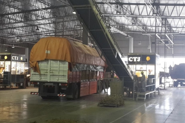 Cooperativa de Tabacaleros ajusta el precio de acopio con un incremento del 50% sujeto a reajuste