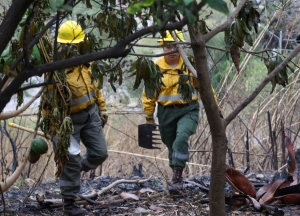 Incendios en Jujuy: La urgencia de profundizar la prevención
