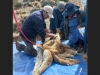 Chakus: exitosa esquila de vicu&ntilde;as en Yavi