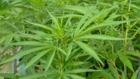 Analizan la inclusi&oacute;n del Cannabis Sativa en alimentos y en el C&oacute;digo Alimentario