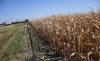 Se pone en marcha d&oacute;lar agro y Gobierno proyecta que podr&iacute;a generar liquidaci&oacute;n de US$9.000 millones