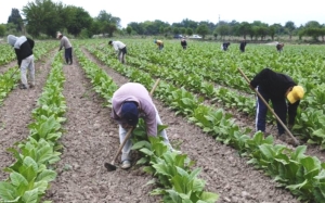 Trabajadores rurales adhieren al paro general