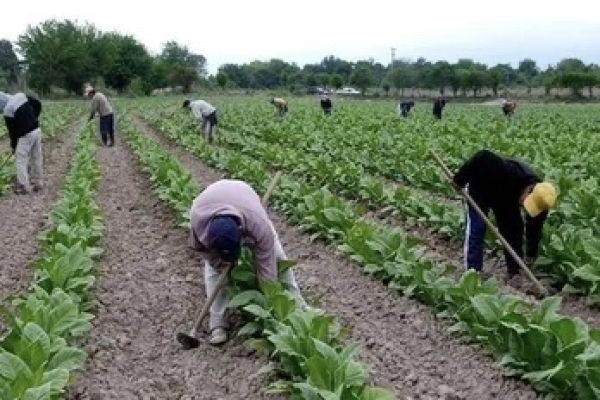 Tabaco: se transfirieron m&aacute;s de $952 millones del FET