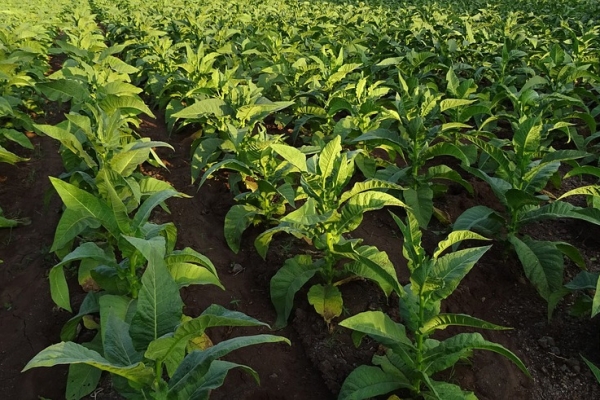 Financiamiento de Fertilizantes para Productores Tabacaleros
