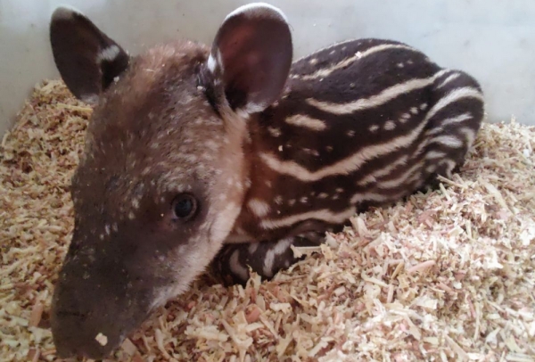 Rescataron un ejemplar de tapir en la zona de Ledesma