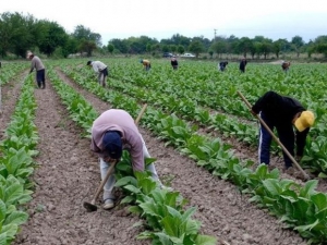 Transfieren a productores juje&ntilde;os $99 millones del Fondo Especial del Tabaco