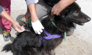 CONTIN&Uacute;A LA CAMPA&Ntilde;A DE VACUNACI&Oacute;N Y CASTRACI&Oacute;N CERCA DE TU CASA