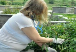 Donaron cosecha de huerta org&aacute;nica