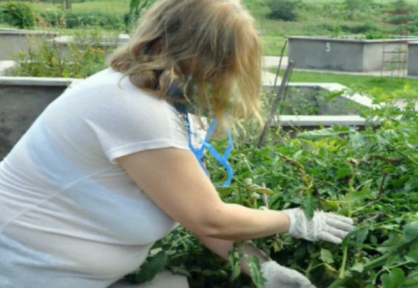 Donaron cosecha de huerta org&aacute;nica