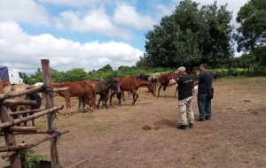 Rematan animales secuestrados