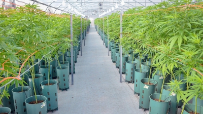 “El cannabis puede tener un gran desarrollo exportador”