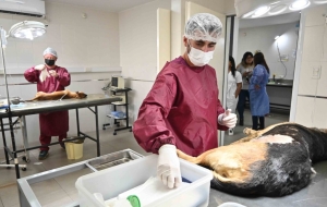 Contin&uacute;a campa&ntilde;a castraci&oacute;n masiva en San Salvador de Jujuy