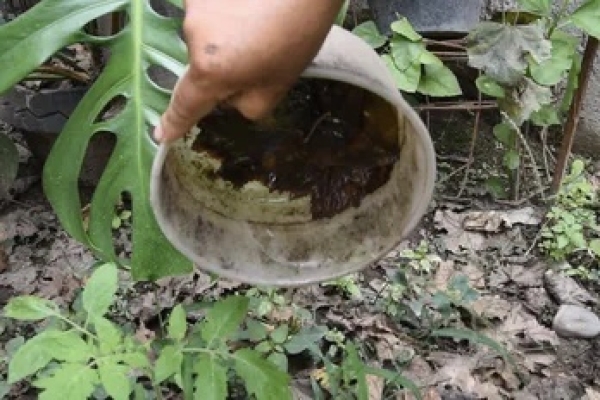 Jujuy: se registraron 35 nuevos casos de dengue