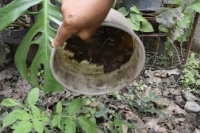 Jujuy: se registraron 35 nuevos casos de dengue