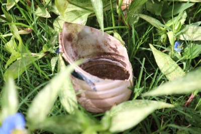 Dengue. El descacharrado elimina los criaderos del mosquito