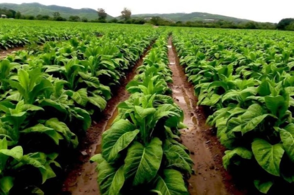 Asistencia del Gobierno de Jujuy a productores tabacaleros