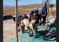 Yavi.Exitosas esquilas de vicu&ntilde;as